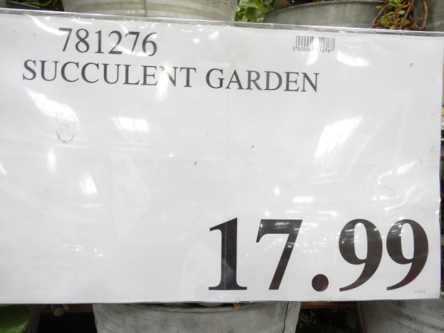 Succulent Garden Costco 