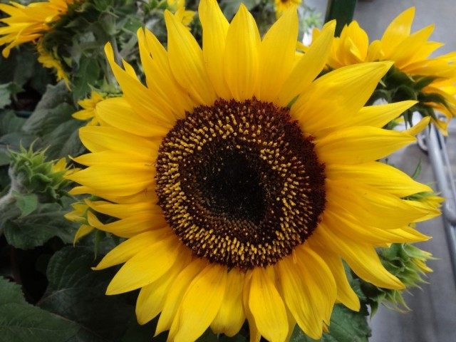 Sunflowers Costco 