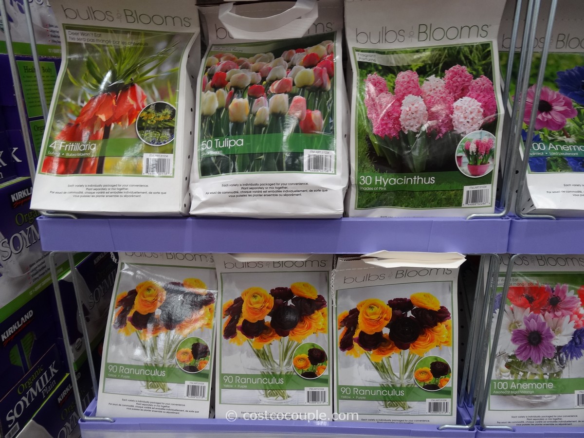 Are Costco Tulips Perennials 