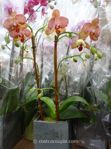Phalaenopsis Double Spike Orchid Costco 2