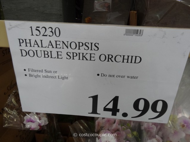Phalaenopsis Double Spike Orchid Costco 3