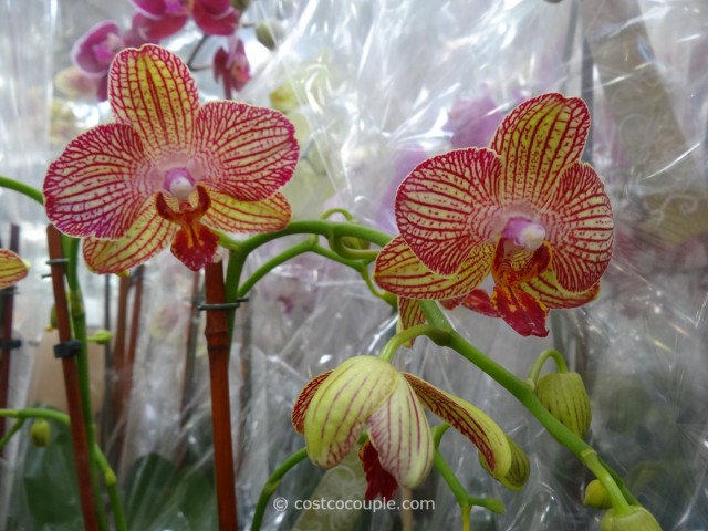 Phalaenopsis Double Spike Orchid Costco 4