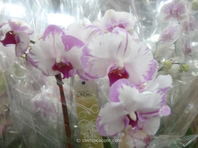 Phalaenopsis Double Spike Orchid Costco 5
