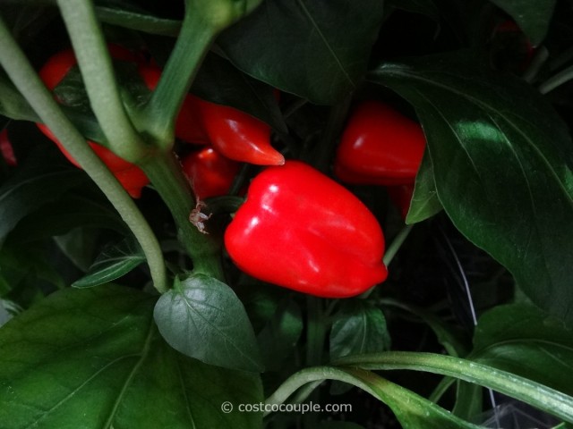 Edible Peppers Costco 1