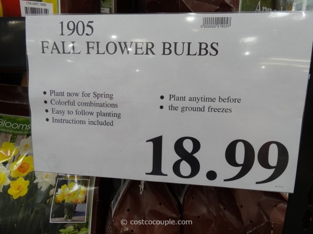 Fall Flower Bulbs Costco 5