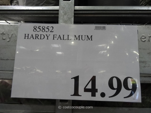Hardy Fall Mums Costco 4