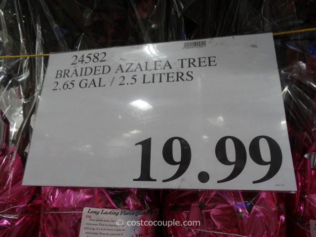 Braided Azalea Tree Costco 1