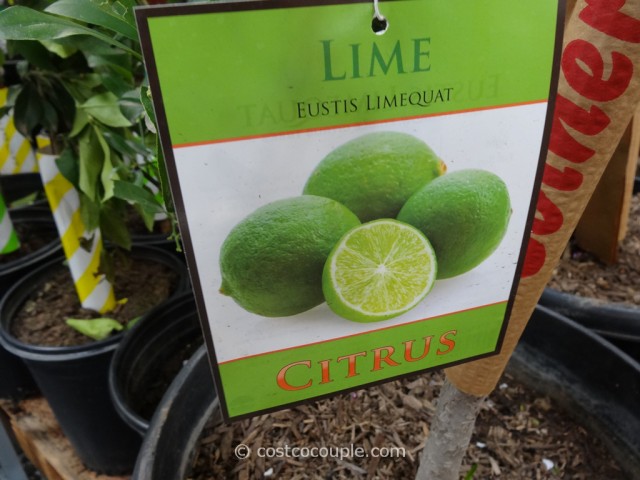 Citrus Trees Assorted Varieties Costco 11
