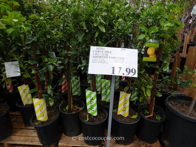 Citrus Trees Assorted Varieties Costco 2