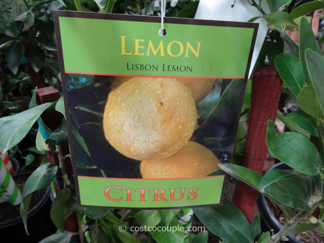 Citrus Trees Assorted Varieties Costco 3