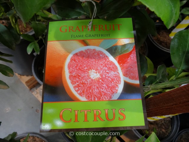 Citrus Trees Assorted Varieties Costco 5