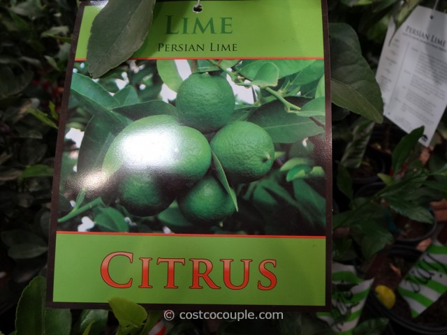 Citrus Trees Assorted Varieties Costco 7