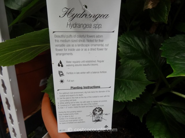 Hydrangea Costco 2