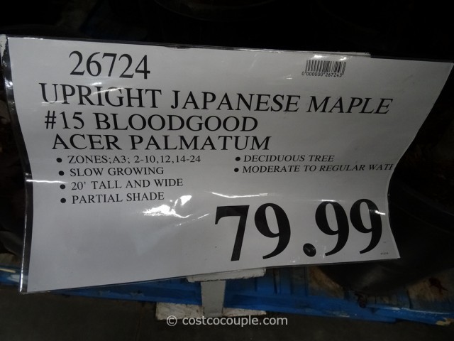 Japanese Maple Bloodgood Costco 1