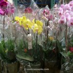 Orchid with Bromeliad Costco 2