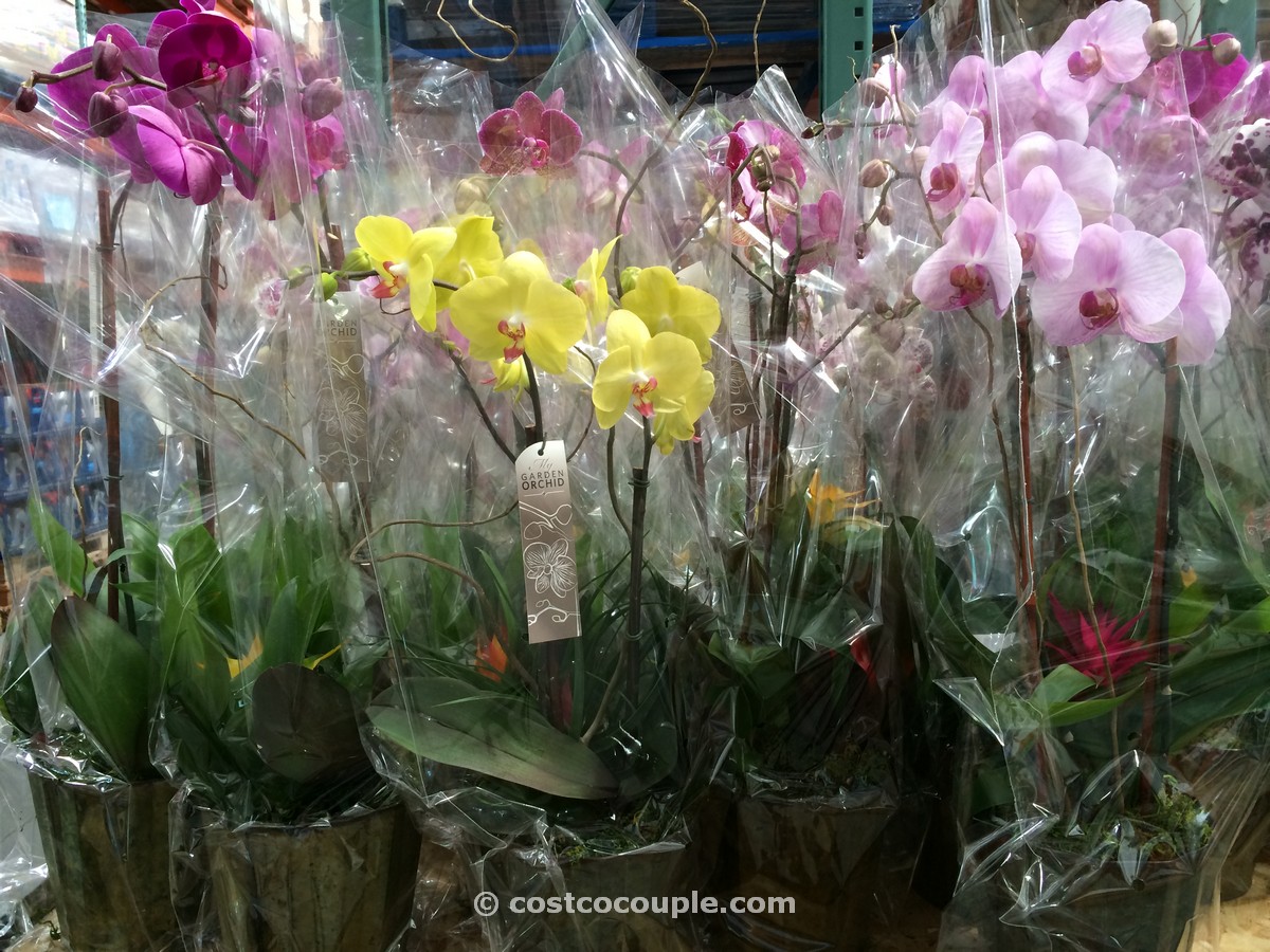 Orchid with Bromeliad