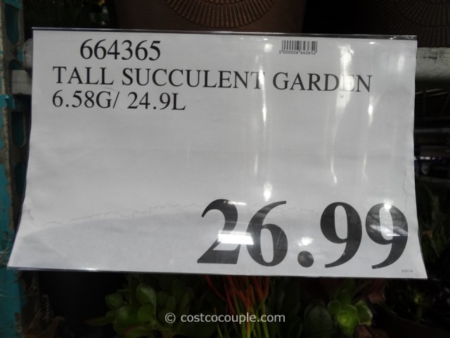 Succulent Garden 14-Inch Costco 6