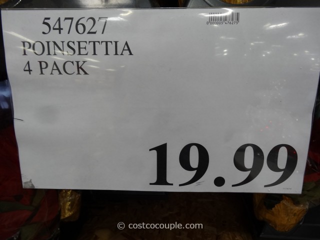 Poinsettia 4-pack Costco 1