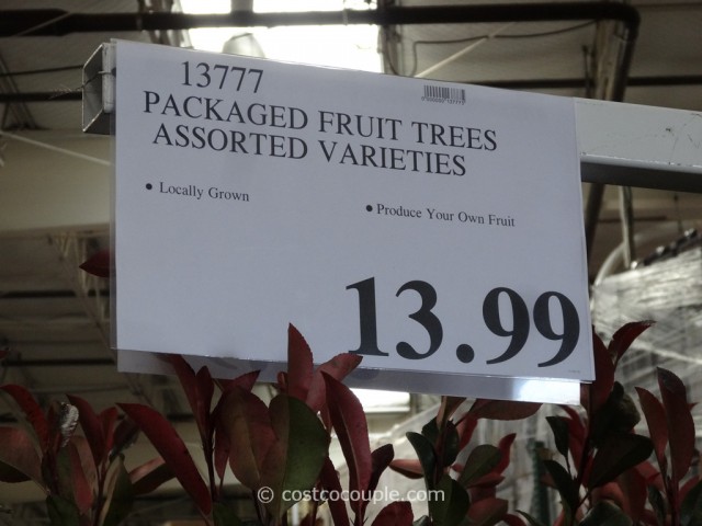 Assorted Fruit Trees Costco 1