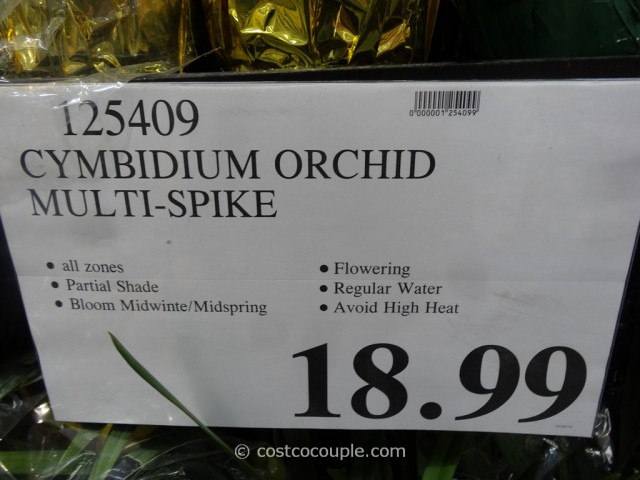 Cymbidium Orchid Costco 1