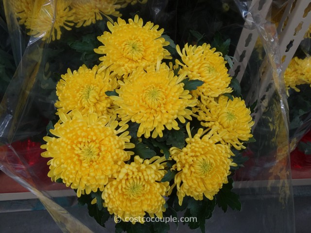 Yellow Chrysanthemum Costco 3