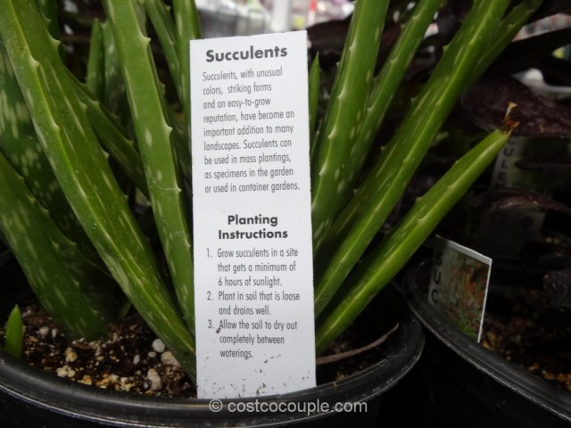 Succulents 3-pack Costco 5