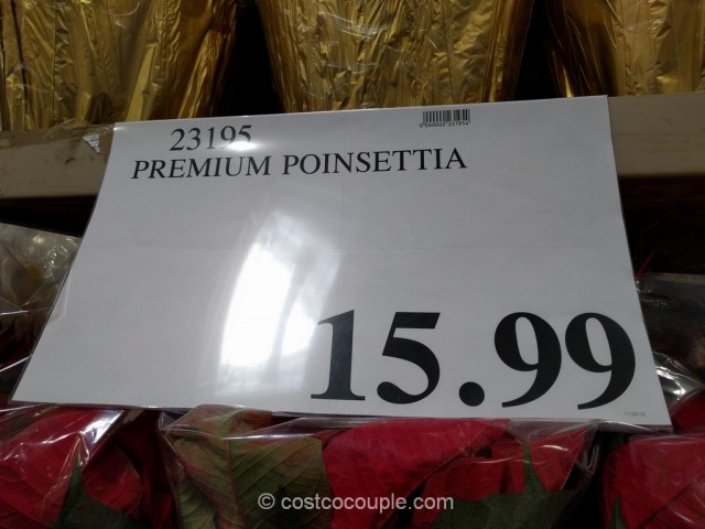 Premium Poinsettia Costco 1