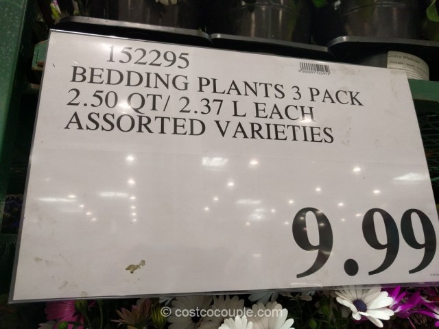 3-pack Bedding Plants Costco 6