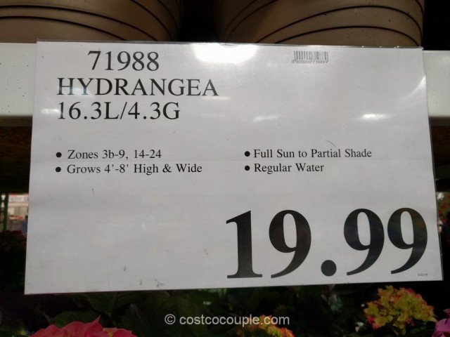 Hydrangea Costco 1