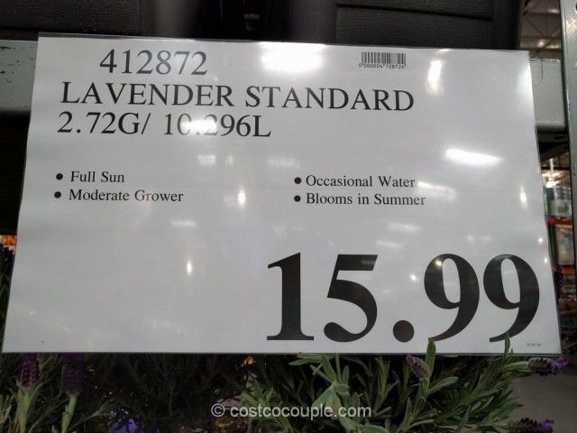 Lavender Patio Tree Costco 1