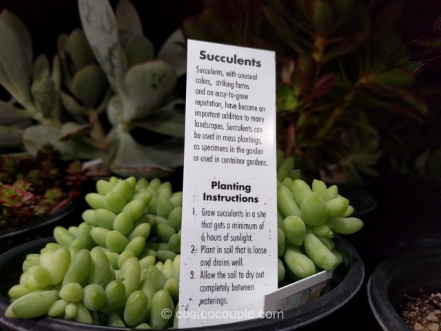 Succulents 3-pack Costco 3