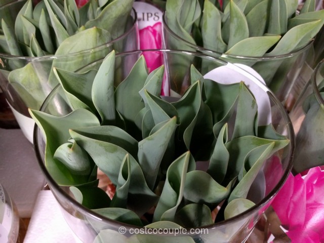 Tulip Bulbs In Vase Costco 2