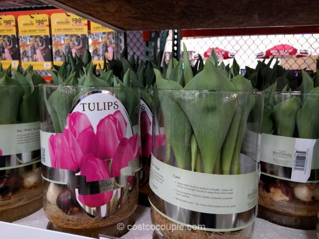 Tulip Bulbs In Vase Costco 3