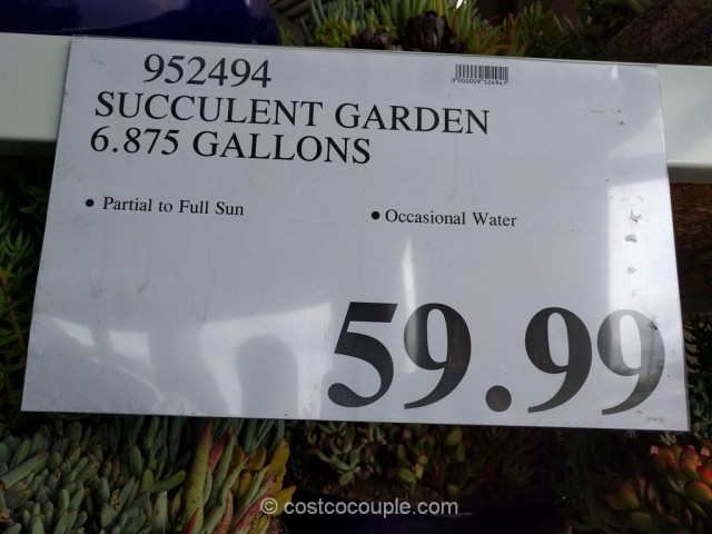 Succulent Garden Costco 1