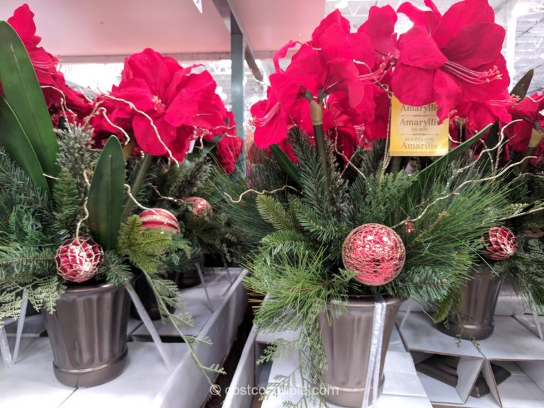 Artificial Potted Amaryllis