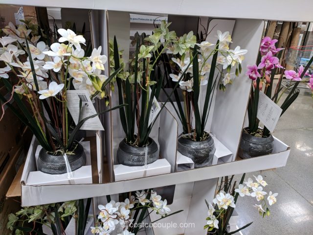 CJ Hunter Home Artificial Orchid Costco 