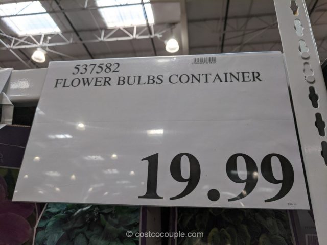 Flower Bulbs Container Costco