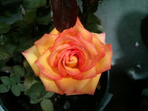 Rose bush Costco