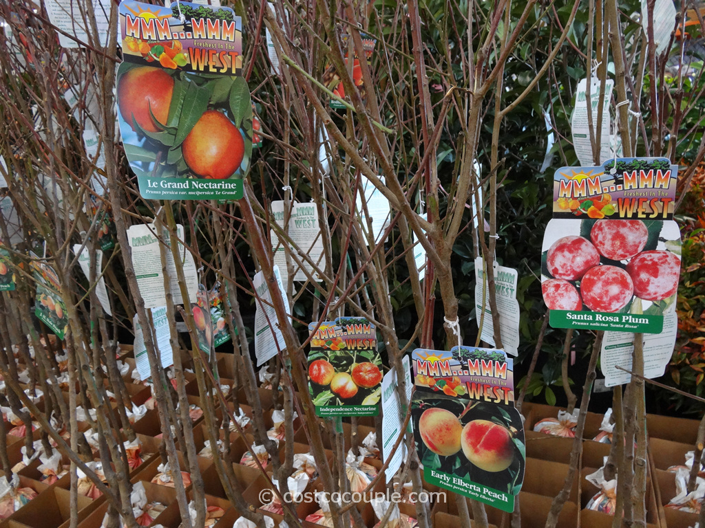 Assorted Fruit Trees