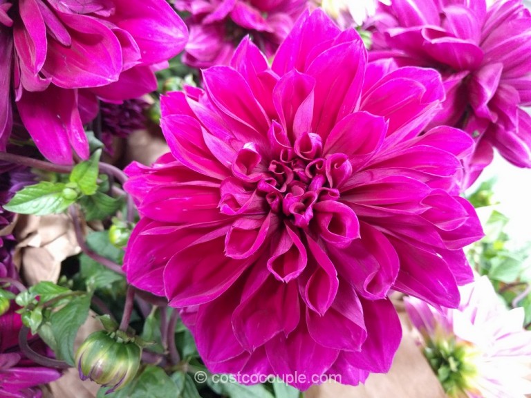 Dahlias