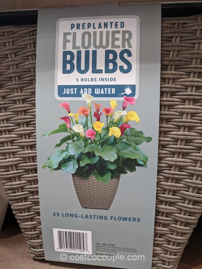 Flower Bulbs Container